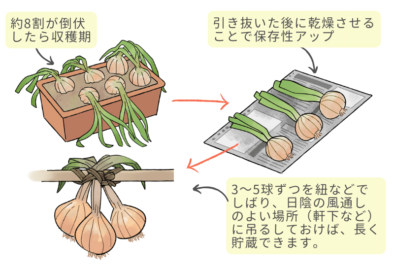 玉ねぎ 土作りで収量アップ！ 適した土壌と失敗しない栽培方法