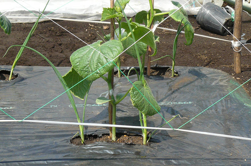 キュウリのコンパニオンプランツ ニラをキュウリの近くに植える : のんびり家庭菜園と果樹栽培を楽しむ