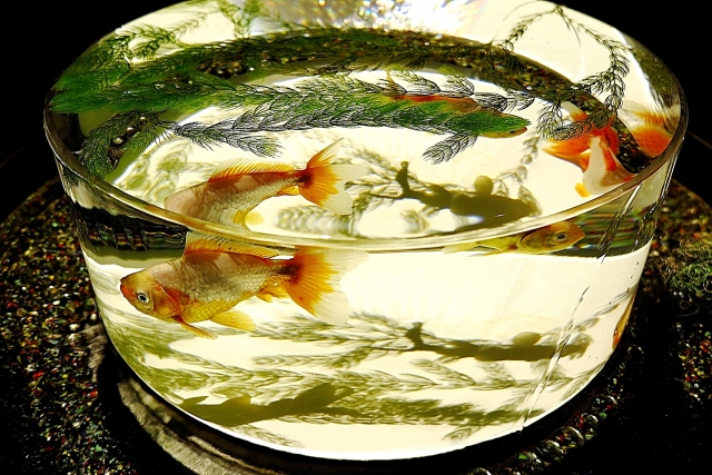 水質管理にお勧め！ 水槽で出来る野菜や植物の水耕栽培アクアリウム情報メディア トロピカ