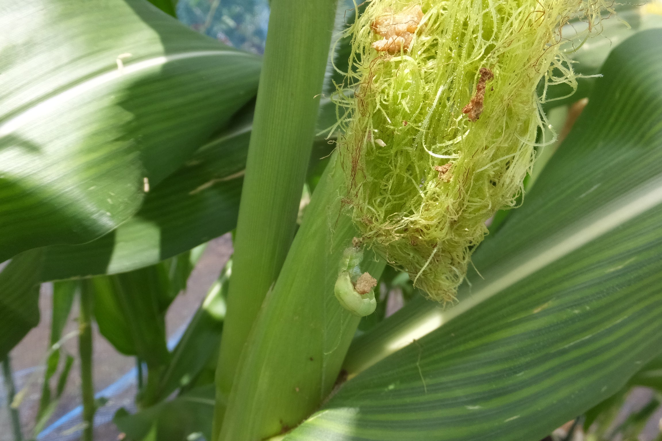 お米に虫が ！夏にやっておきたい“3つの防虫対策”「袋のまま置いてた 」「買う量も考える」