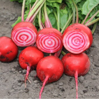 赤・白色の野菜分析メディカル青果物研究所