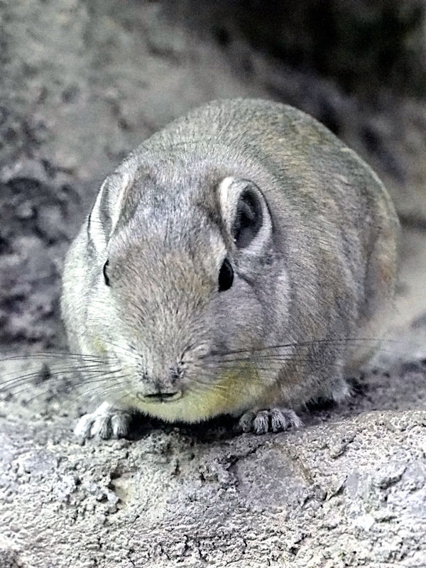 ボリビアのアンデスの高原砂漠でかわいいビスカッチャの写真素材・画像素材 Image 50677258