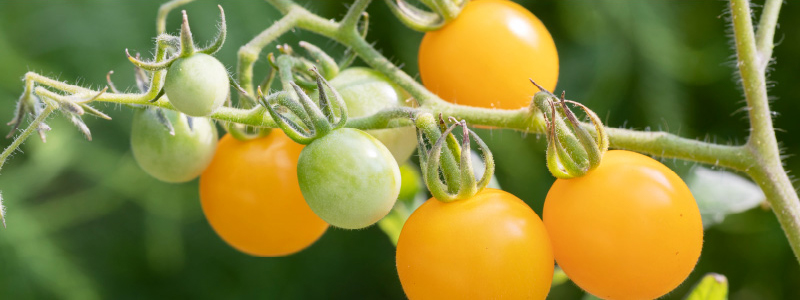 橙黄色のトマト 桃太郎ゴールド：旬の野菜百科