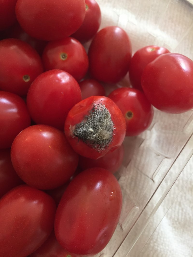 コストコのエンジェルスイートトマトは甘み強めの食べやすいミニトマト！│TASTY TIME テイスティータイム