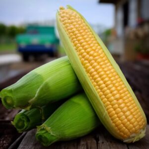 八百屋歴15年が教える。とうもろこしの見分け方 - macaroni