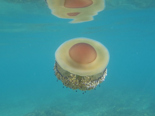 目玉焼きクラゲTikTok