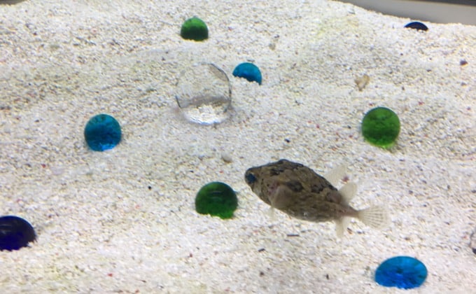 塩分濃度 サリニティ のすすめ : ハートスタッフBlog