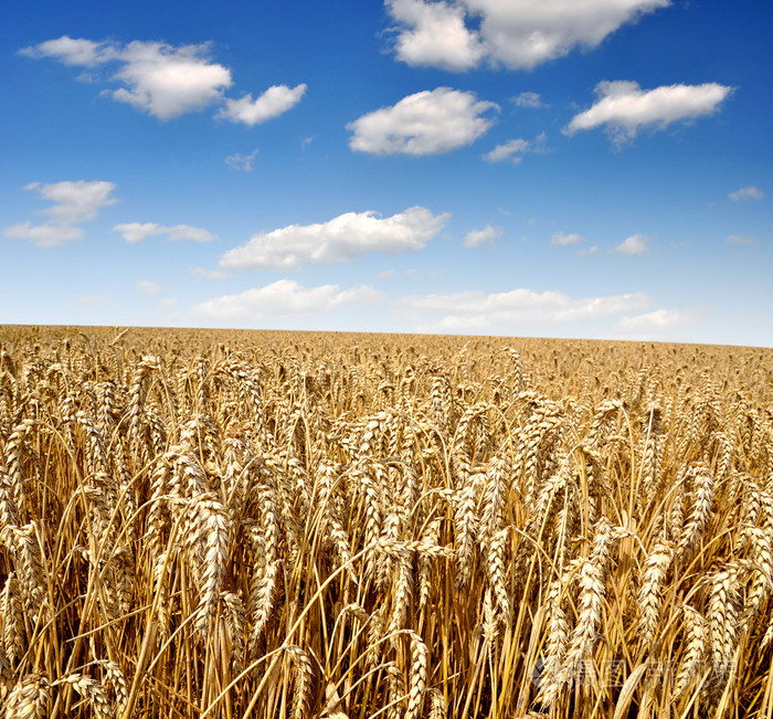 黄金麦穗材料包-黄金麦穗材料包促销价格、黄金麦穗材料包品牌- 淘宝