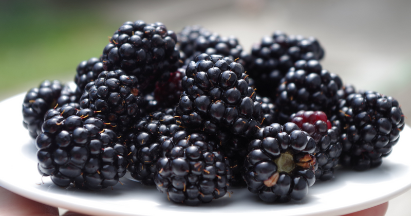 Amazon.co.jp: ラズベリー 苗サテンブラックブラックベリー1年生ポット苗 : DIY・工具・ガーデン