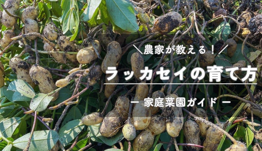畑で採れたピーナッツの蜜煮 3個入り- Bocchi PEANUTS