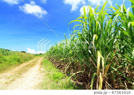 200以上の無料サトウキビ&自然画像 - Pixabay