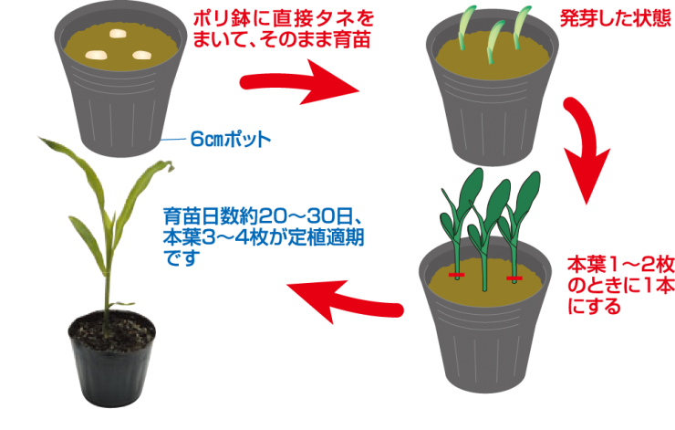 動画解説付き トウモロコシの種まき最適な時期と畑・ポット・セルトレイへのまき方などのコツ！農業・ガーデニング・園芸・家庭菜園マガジン AGRIPICK