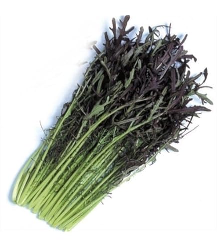 赤サラダからし菜ってどんな野菜?ぴりっとした辛みが美味しさのポイント坂ノ途中100年先もつづく、農業を