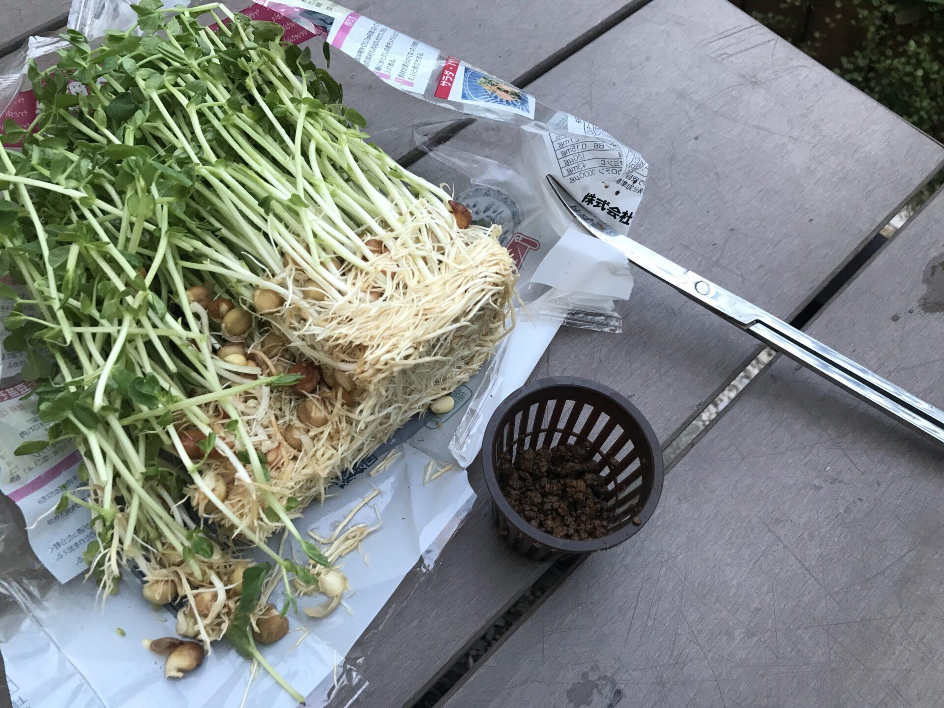 熱帯魚」をたのしむWOOTANG ウータン 水だけで育てる観葉植物-水耕栽培通販サイト