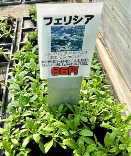 2025年由仁町の花のまつうらさん情報 : 猫だらけ Powered by ライブドアブログ