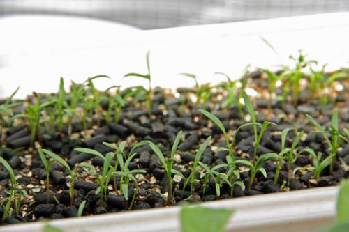 農家が教える人参 ニンジン の育て方 栽培の出来は「種まき」で決まる！マイナビ農業