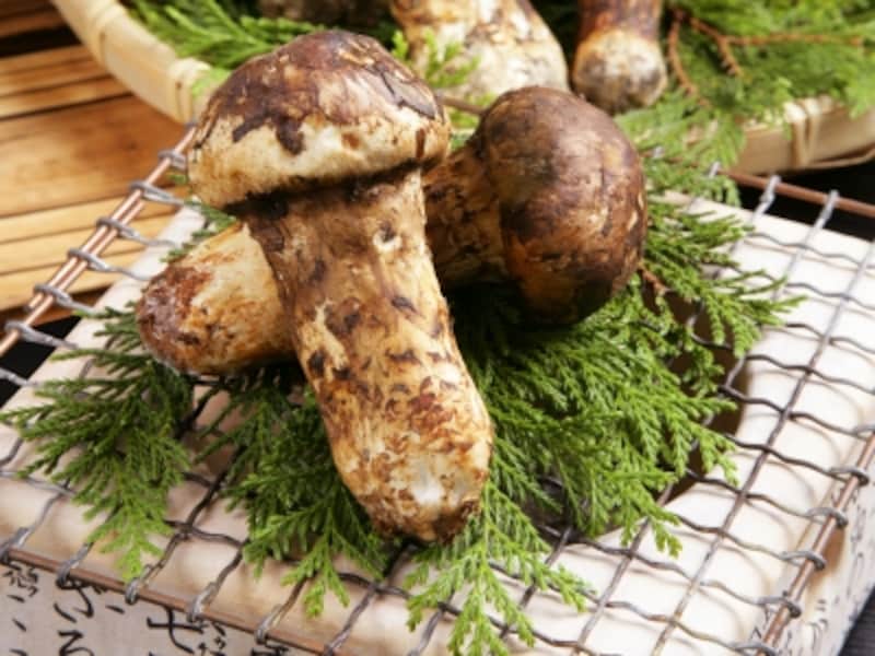 不思議なキノコの形・生態から毒キノコまで。県立広島大学の公開講座レポートほとんど0円大学