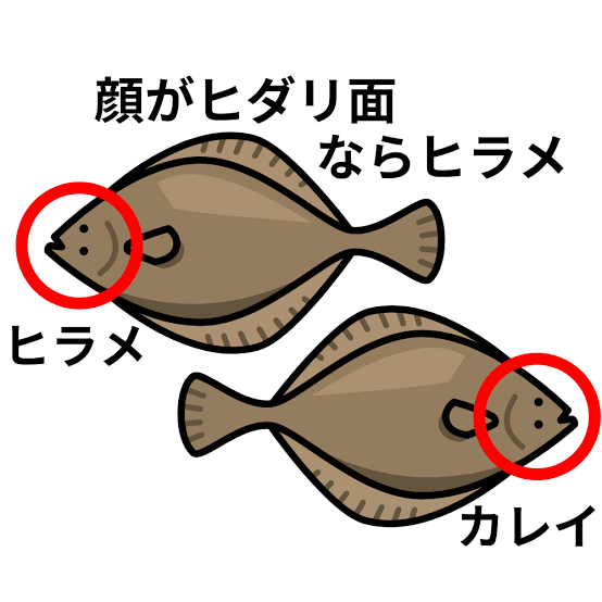 vol.8 ヒラメとカレイの見分け方は向きだけじゃない！海を未来にプロジェクトFURUNO 古野電気 企業情報サイト