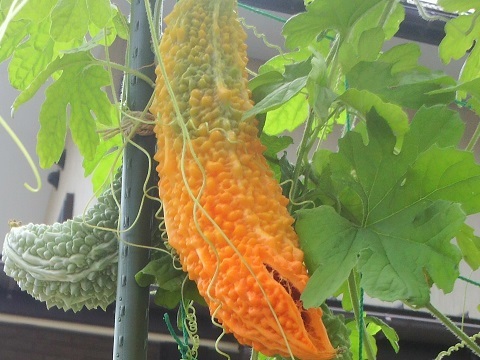 オレンジ色のゴーヤ: ぶっとび