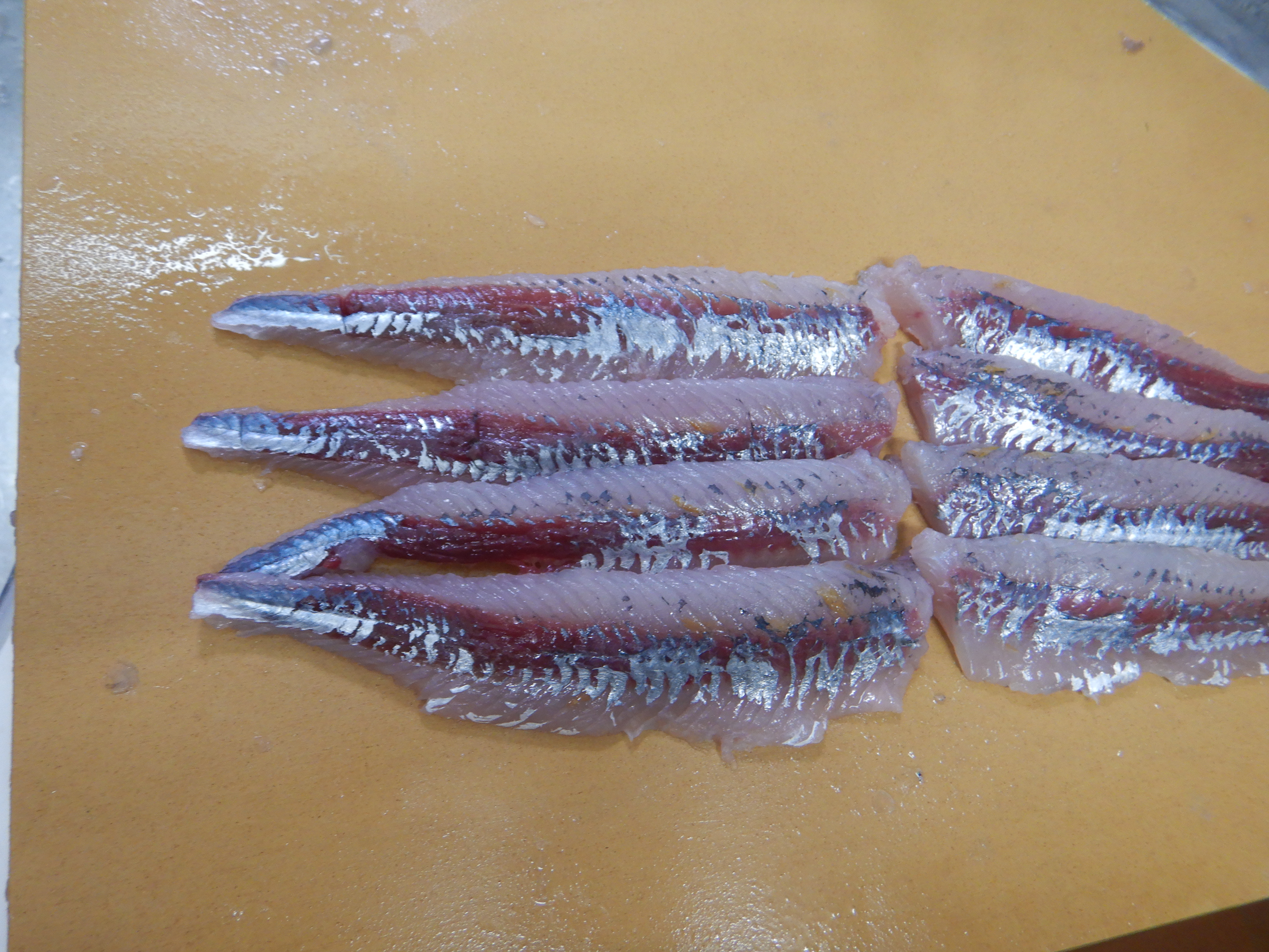 スロージギングで釣れたアラに寄生虫？クドア・イワタイ？刺し身、生食はNG？ │ 富山県釣り情報 ALL NIGHT FISHING