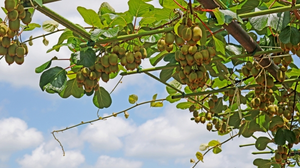 ブルーミングスケープ キウイ 育て方観葉植物＆ガーデニング