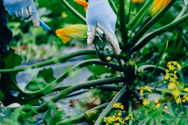 収穫前のズッキーニ畑 - 大宮経済新聞