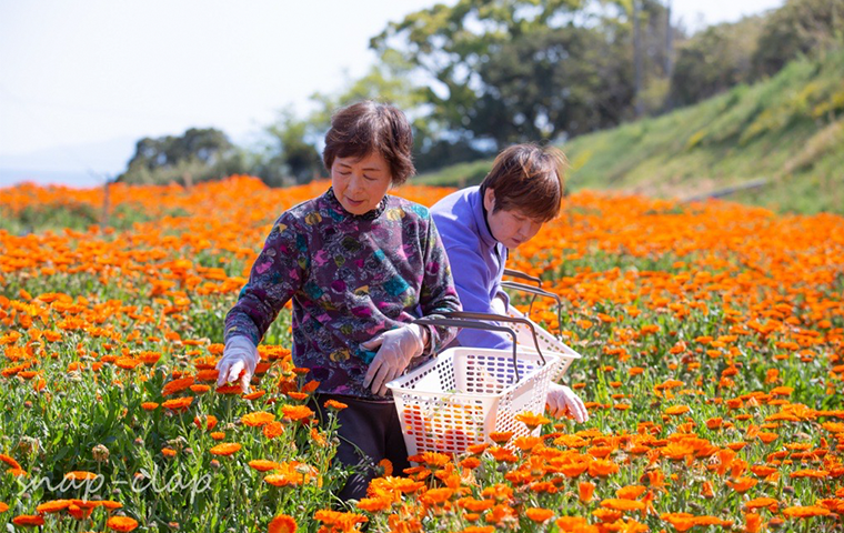 カレンデュラの植物学と栽培 – 日本メディカルハーブ協会