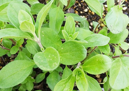 オレガノの種類・品種一覧品種別の特徴と違いの見分け方HanaSaku