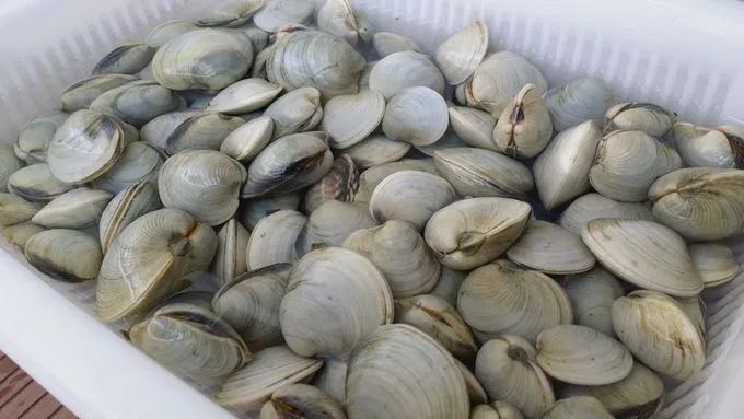 マテガイの食べ方 砂抜き方法 冷凍裏ワザ魚食普及推進センター 一般社団法人 大日本水産会