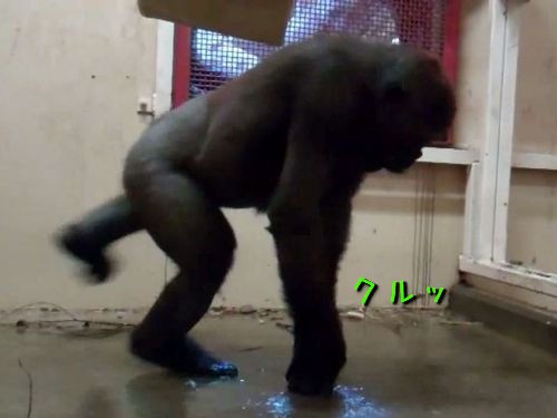 チキンゴリラ🦍🍗ヲタ芸dance踊ってみたチキンバナナチキンゴリラ