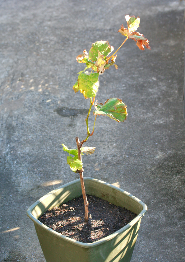 鉢植えブドウ栽培 植え付け1年目夏の管理やくも果樹研究所