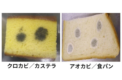 パンのカビの見分け方と安全性TikTok