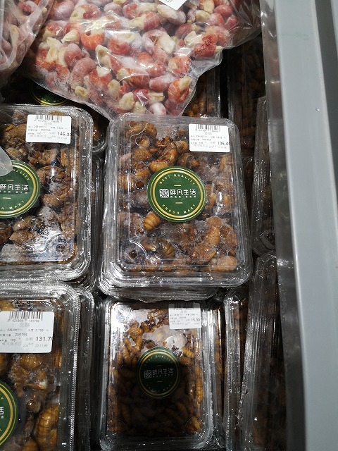 内山昭一昆虫は食材だ！セミを捕って食べようWILD MIND GO! GO