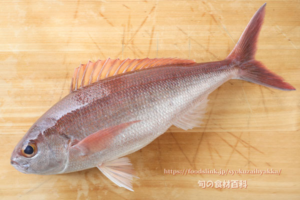 ヒメダイの特徴・見分け方写真から探せる魚図鑑