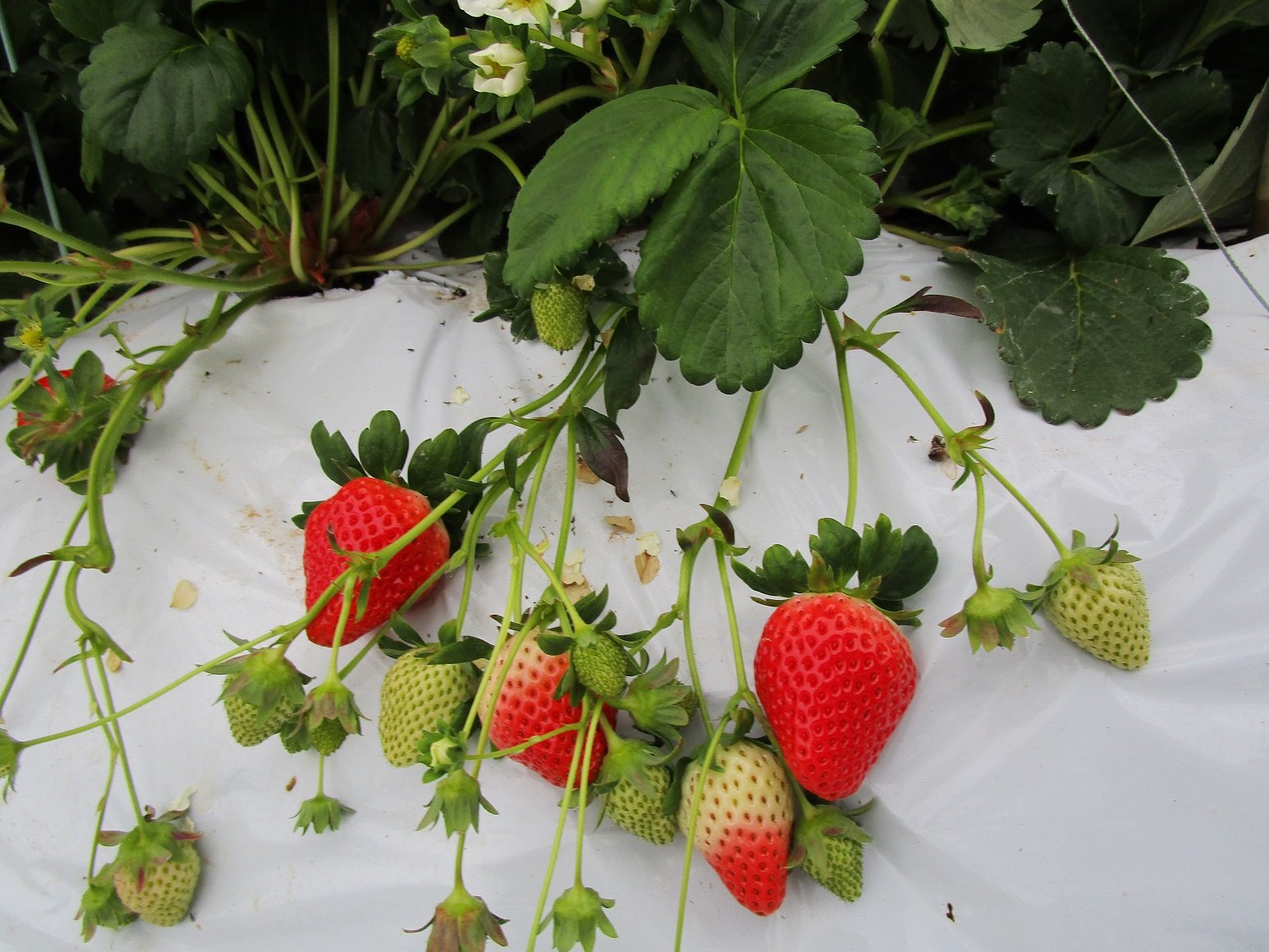 科学的 徹底解説 いちごへのバイオスティミュラント施用 農業技術の専門家が科学的に解説します