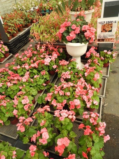 2024年由仁町の花のまつうらさん情報 : 猫だらけ Powered by ライブドアブログ