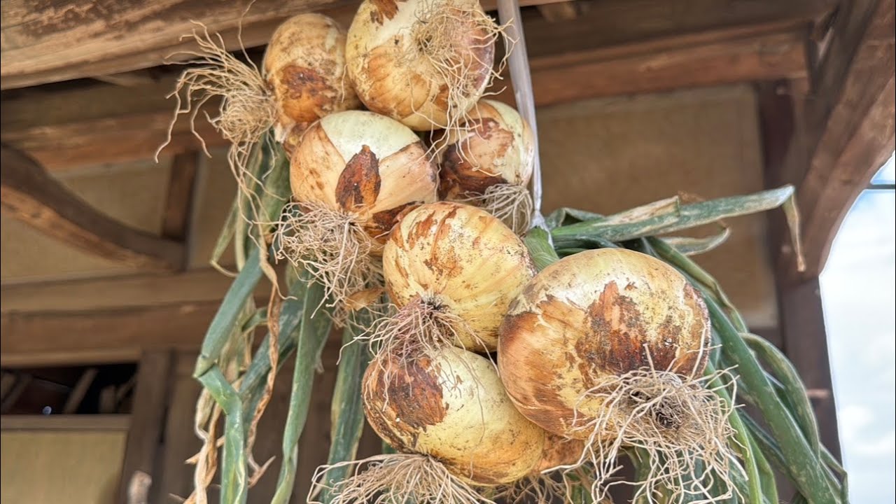 楽天市場送料無料 ホームたまねぎ 種球根 ネット詰め野菜球根 充填時100g 1袋 ホームタマネギ種 ホームタマネギ球根 ホーム玉ねぎ球根 ホーム 玉ねぎ種 家庭菜園 初心者 簡単 苗 裸球 株 家庭菜園 プランター 鉢植え ベランダ菜園 玉葱 送料無料 即納 : 植物販売の