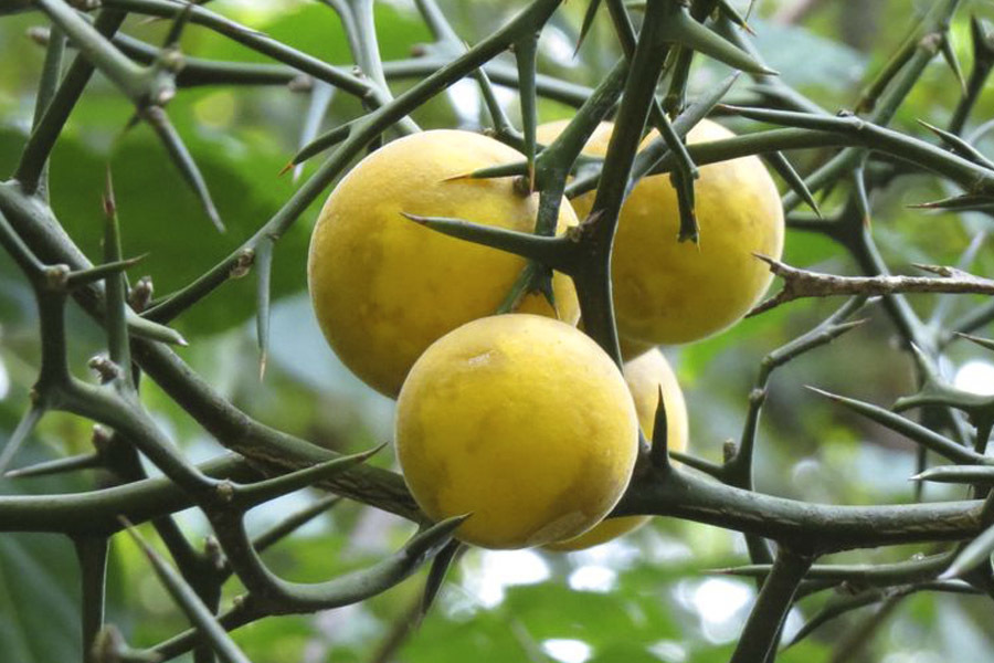 やまけんの出張食い倒れ日記:我が家の窓から見えるイイギリの樹に長く着いた赤い実を、48時間で鳥さんたち が食べ尽くしたのを呆然と眺めつつE-M1に50-200mmを着けて高速連写で、その補食の瞬間を撮ってみた