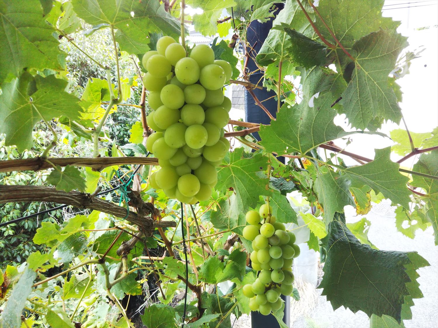 A-plus plusものづくりエッセイ「日々是ものづくり ぶどう棚移設」遠藤やすひろ