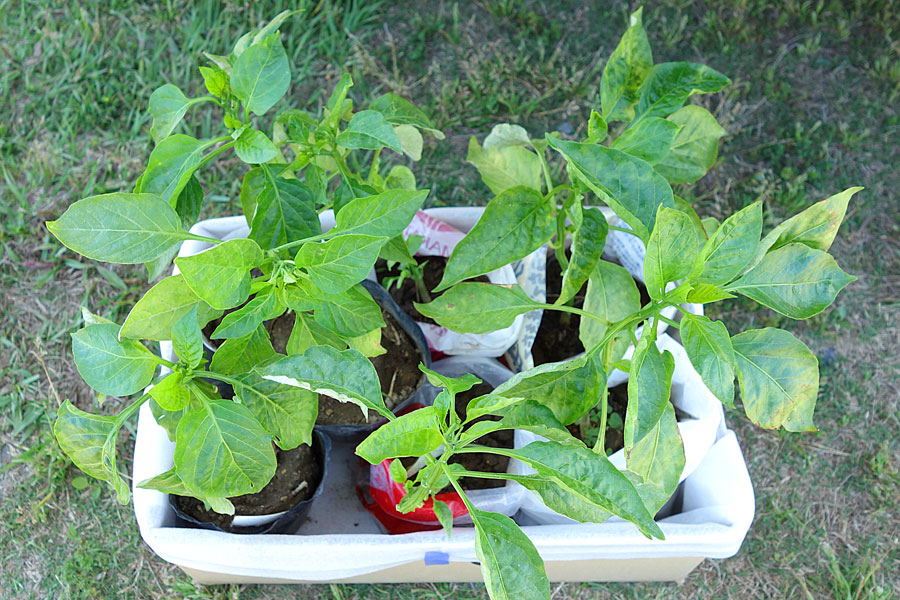 ピーマン類の育苗を狭いベランダで実践。環境変化に超弱いかも。育てて食べる102