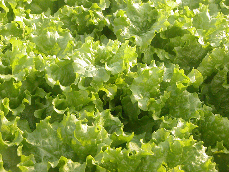 苦みがくせになる!? パリシャキ葉野菜「エンダイブ」