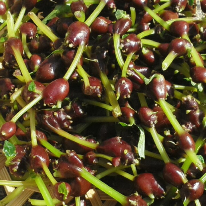ミズの実「みずのコブ」300ｇ白神山地のふもとからお届け：秋田県産の野菜食べチョク産地直送 産直 お取り寄せ通販 - 農家・漁師から旬の食材を直送