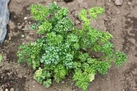 パセリ野菜のビギナーズマニュアル株式会社トーホク