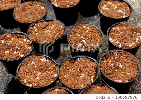 とうもろこしをポットで育苗→畑に定植！栽培記録2022 - 小庭菜園〜自然農法でやさい作り