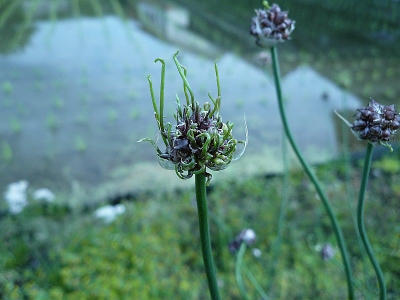 ねぎの花 葱坊主- 季節の花