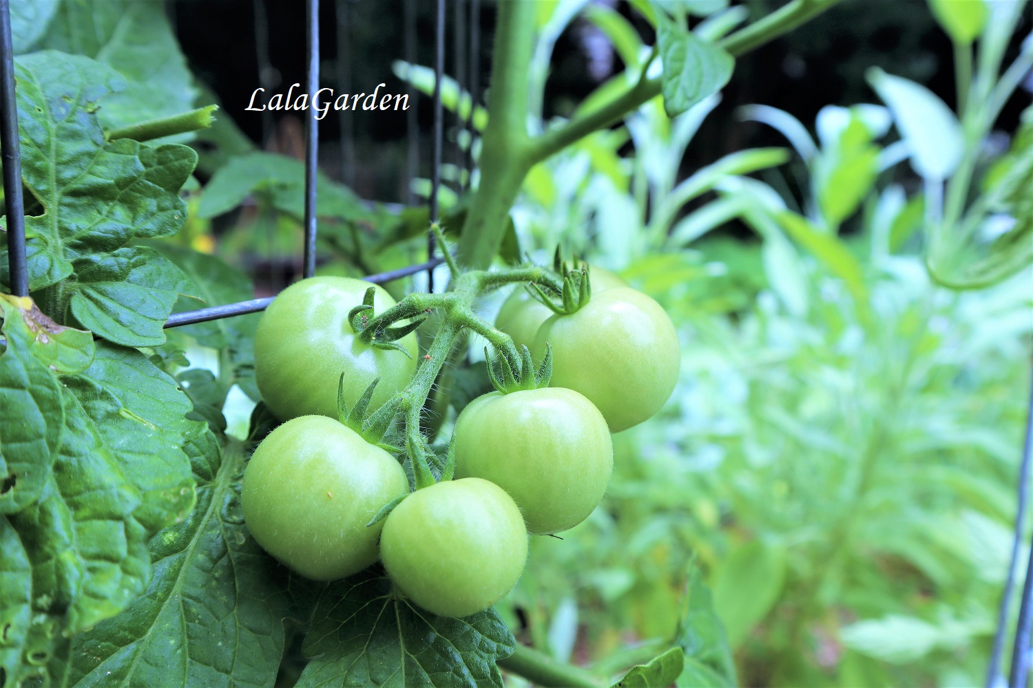 家庭菜園 トマト コレやるだけで病気になりにくくなる簡単なこと。みなとの野菜大辞典