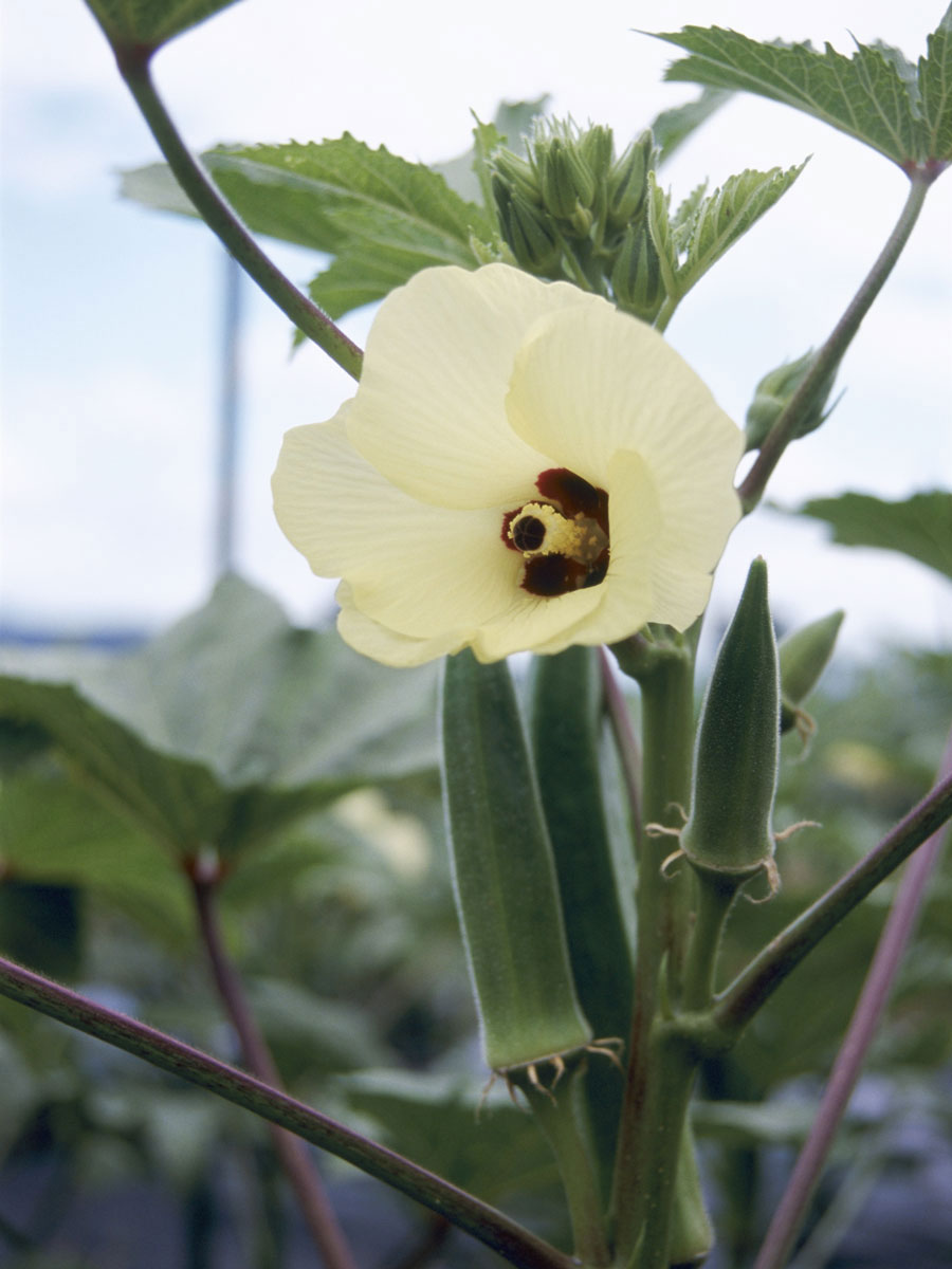 イエモア そのまま使える 花・野菜培養土 ２０Ｌ: 鉢・土・肥料ロイヤルホームセンター公式オンラインストア「ロイモール」