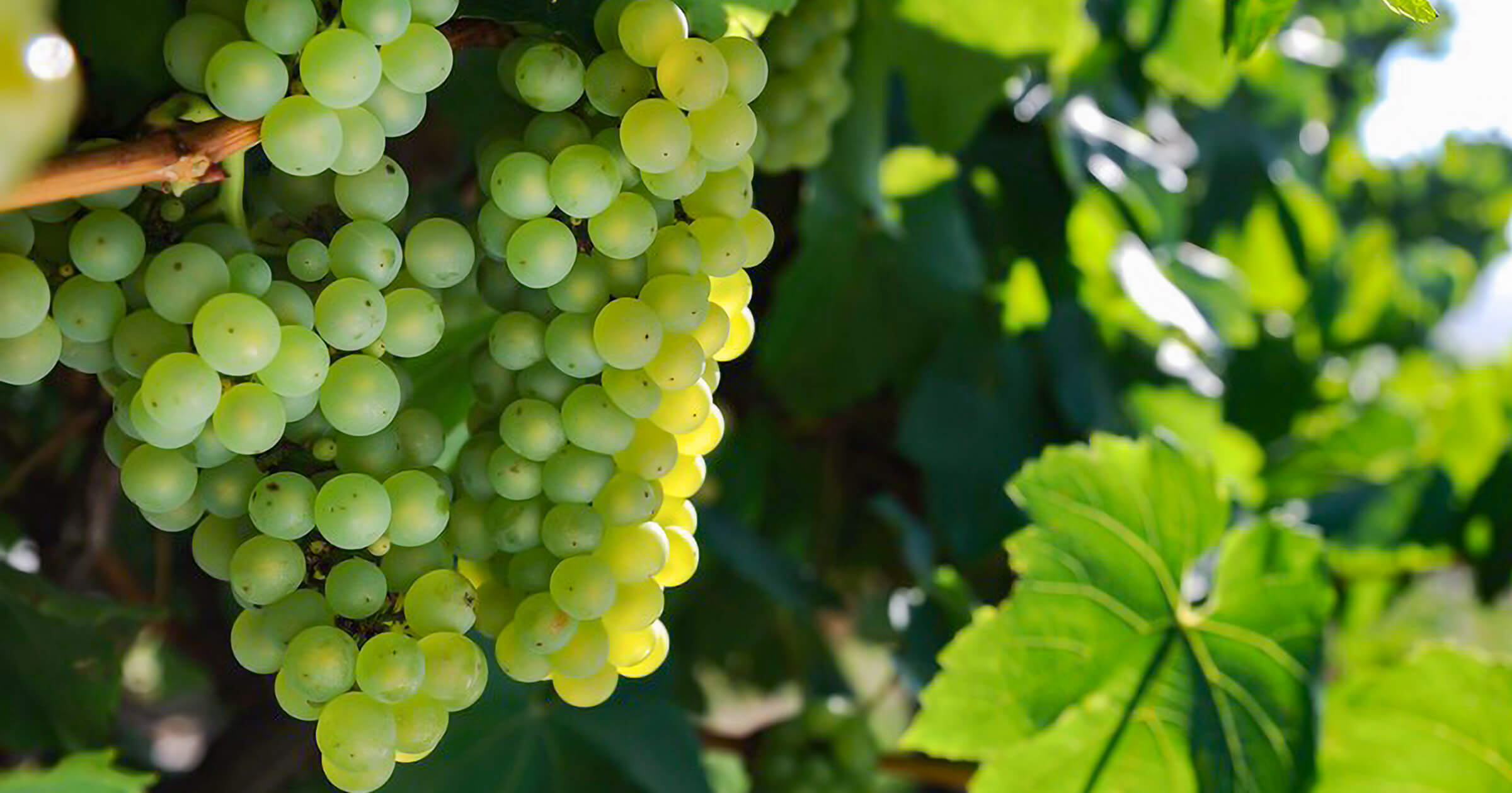 山本ぶどう園 vent vin vineyard シャルドネ20 白 750ml日本酒・地酒 自然派ワイン 本格焼酎 通販矢島酒店