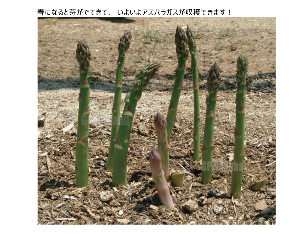 初心者にオススメ!アスパラガスの苗の植え付けの仕方を教えてください。グリーンワークス 大垣市の造園会社