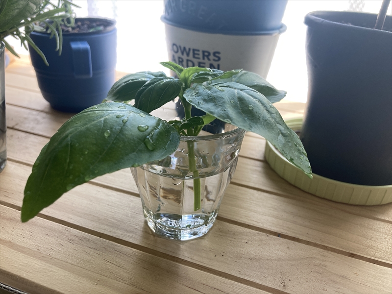 はじめてでも失敗ナシ！？バジルを挿し木で増やす方法！🍀GreenSnap グリーンスナップ